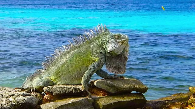 Green cute iguana sitting on the rocky beach near azure sea. Tropical island shore with exotic animal. Calm cyan ocean, sunny day, beach vacation with colorful reptile.