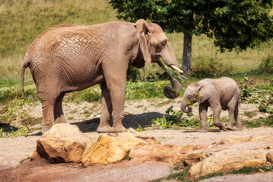 Ein Afrikanischer Elefant (Loxodonta africana) Muttertier  mit seinem Elefantenbaby beim Fressen
