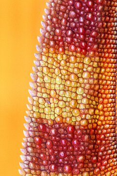Chameleon's skin. Close-up of chameleon skin for background and wallpaper. An exotic animal. Textured background