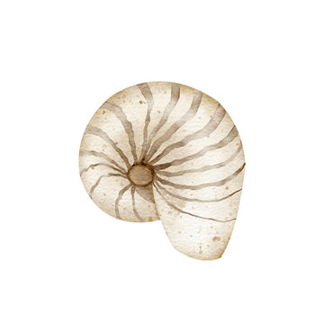 Underwater set of shells, starfish, pearl. Watercolor illustration, hand drawn nautical style, isolated for cards, posters, packaging, labels, invitations, congratulations