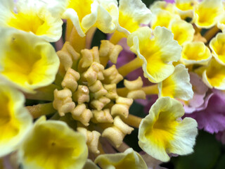 Fototapeta premium Captivating Macro Shot of Vibrant Yellow and Pink Flower Blossoms