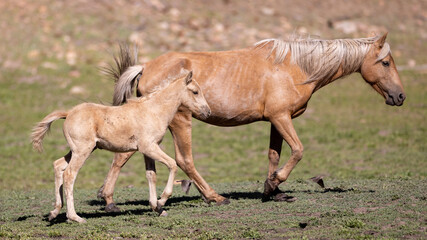 Fototapeta premium Wild horse palomino baby colt with palomino mare mother in the Apache Sitgreaves National Forest mountains in Heber Arizona United States