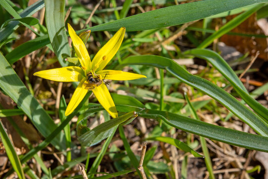 This high-quality close-up shot features a wild bee gathering nectar from a vibrant yellow Gagea flower, also known as the Yellow Star-of-Bethlehem, in a lush green meadow.