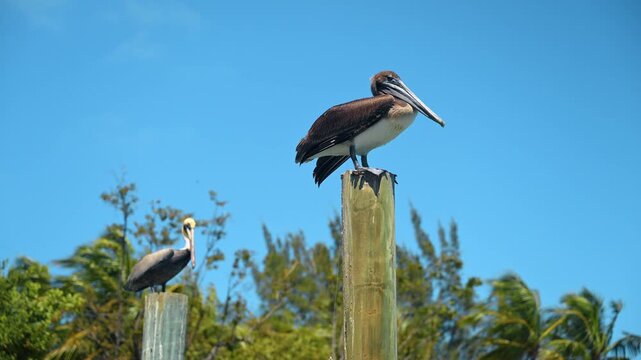 Brown pelicans sit on the poles on a windy day. Low angle view. Green trees and blue clear sky in the backdrop.