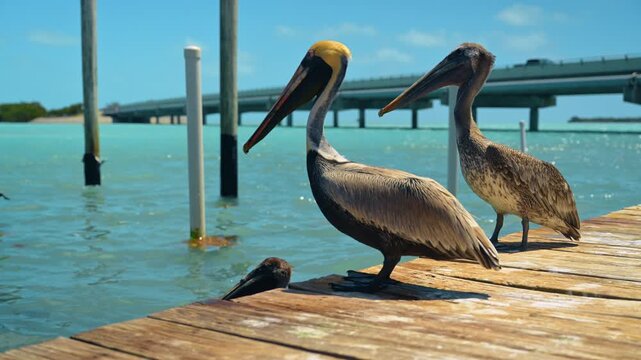 Two brown pelicans stand on the pier. Birds step away from water splashes. Key West, Florida, USA.