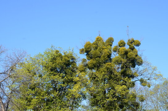 Green spring tree tops with mistletoe against a clear blue sky