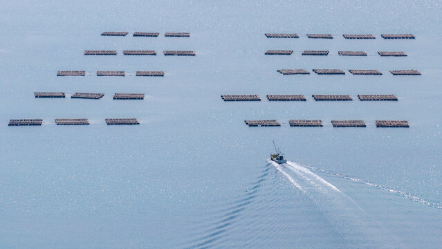 Aerial view of oyster farming rafts arranged in rows with a small fishing boat leaving a white wake on the blue sea of Itoshima Peninsula Itoshima, Fukuoka, Japan.