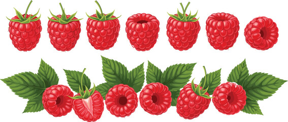 Illustration of Fresh Raspberries with Leaves in Various Positions and Close-up Views on a Solid White Background © Najir