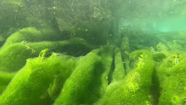 The enchanting green carpet of seaweed beneath the water and the soothing sight of the crystal-clear water.