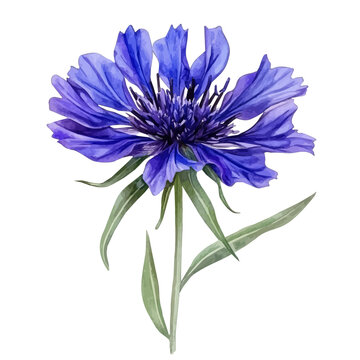watercolor vector of Centaurea Flower, isolated on a white background.
