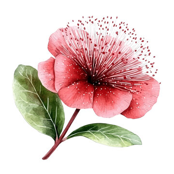 Calliandra Flower, watercolor clipart vector, isolated on a white background.