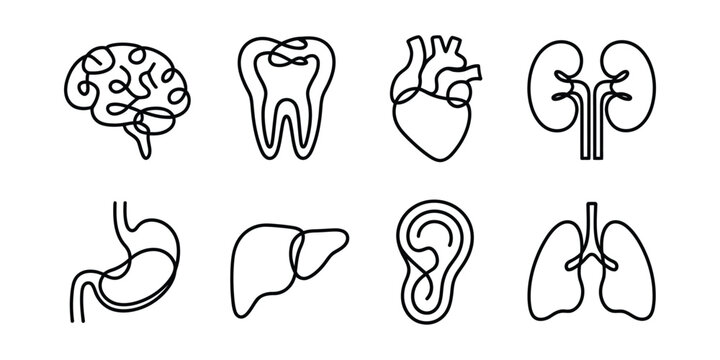 Set of human organ icons drawn in continuous single line art style