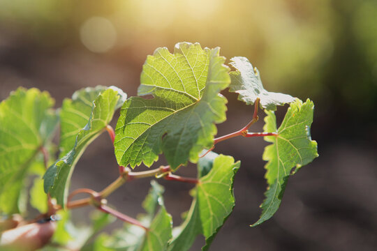 A vine in the sun. Ripe grapes. Green leaves. The autumn-summer season. Harvesting. Sunlight on a grape plantation. Background for the text.