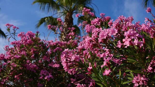 Blooming pink oleander flowers against blue sky and palm tree. Mediterranean nature background, tropical summer vacation, botanical garden and floral aesthetic concept, exotic southern landscape