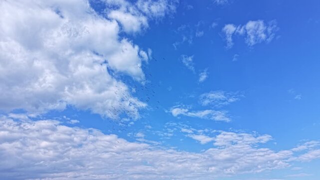 Many white storks are flying together in the sky. They move together, creating patterns among the clouds. This scene shows the nature and activity of the birds.