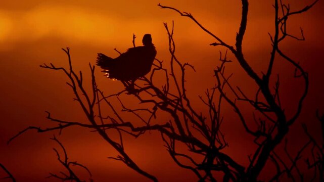 Silhouette of a bird perched on bare tree branches at sunset