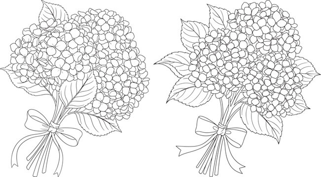 Two hydrangea flower bouquets with ribbons line art white background valentines day flower outline flower icon flower graphic flower drawing floral design hydrangea illustration botanical