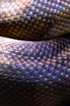 The texture of the python skin pattern for the background or wallpaper. A fragment of python skin. Close-up. Multi-colored texture.
