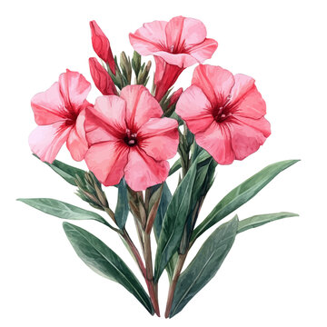 watercolor vector of Oleander Flower, isolated on a white background.