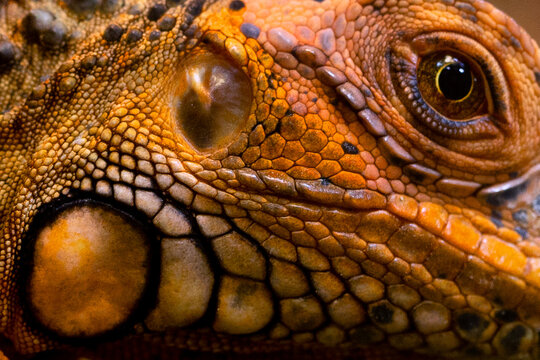 The skin of a monitor lizard. The eye and the texture of the monitor lizard's skin surface. Close-up. Multi-colored texture of reptile skin pattern for background or wallpaper.