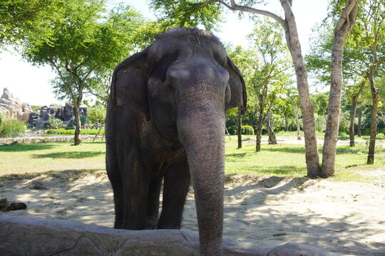 vietnam elephant