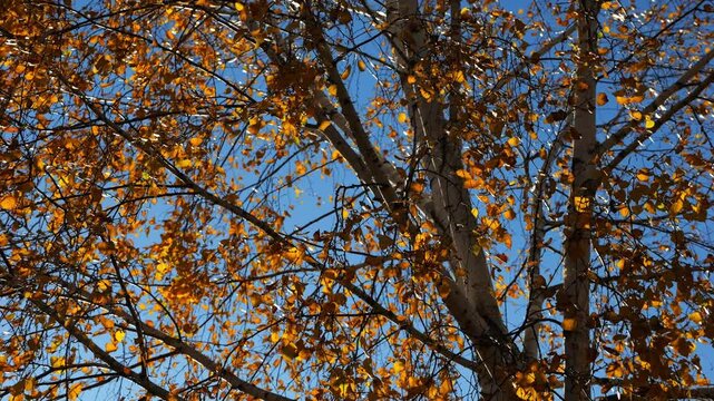 View to tree top of birch with brown leaves at sunny autumn day. Branches with lush foliage gently swaying in wind at parkland. Beautiful colorful fall season. Slow motion
