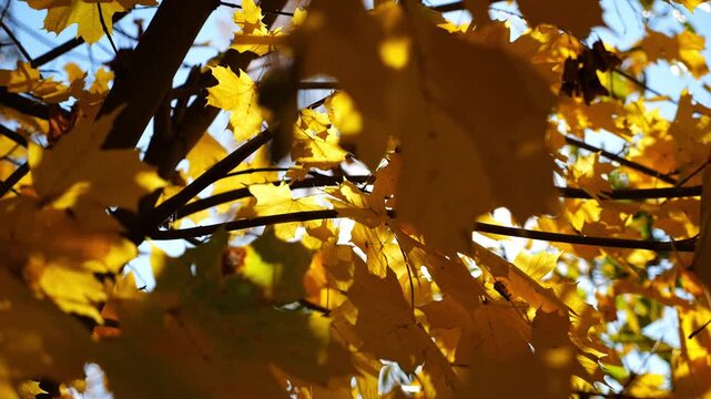 Yellow maple leaves on tree branches gently swaying in wind with sunlight at background. Lush autumn golden foliage swinging on the breeze at forest. Beautiful colorful fall season. Slow motion