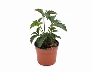 Fototapeta premium Small green plant with serrated leaves growing in a brown plastic pot on a white background