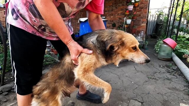 Female owner hold in hands dog to give it to volunteers in frontline city. Russian attacks endanger lives daily both human and animal in ukrainian territory. The scene shows need to protect innocent