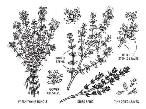 Thyme herb illustration fresh bundle sprigs dried leaves flower clusters.