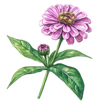 Zinnia Flower, watercolor clipart vector, isolated on a white background.