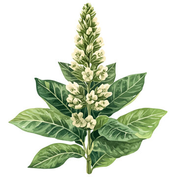 Zebra Plant Flower, watercolor illustration vector, isolated on a white background.