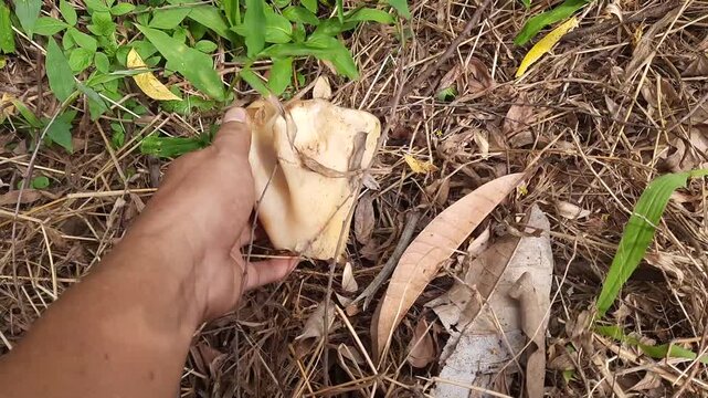 Close Up of Hand Holding and Finding Old Cow Bone on Dry Grass Ground