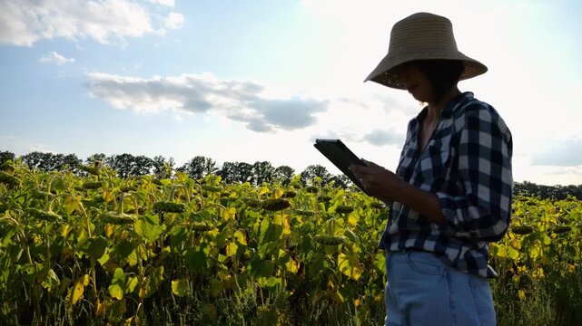Female agronomist using digital tablet at sunflower meadow at sunny day. Adult farmer monitoring harvest at yellow flower field at sunset. Beautiful scenic landscape. Concept of agricultural business