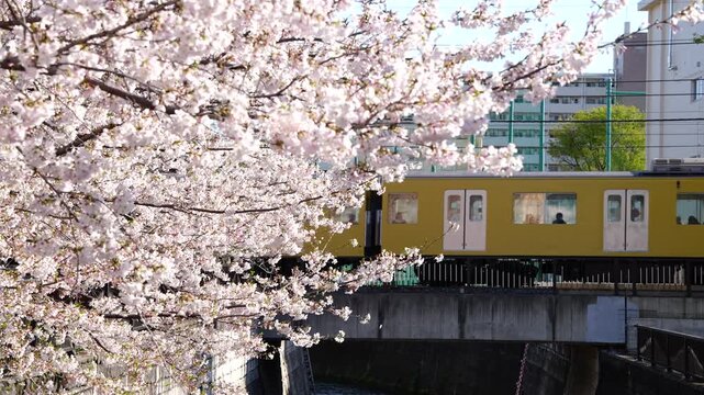 桜満開の妙正寺川を走る西武新宿線 2000系