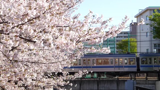 桜満開の妙正寺川を走る西武新宿線 20000系