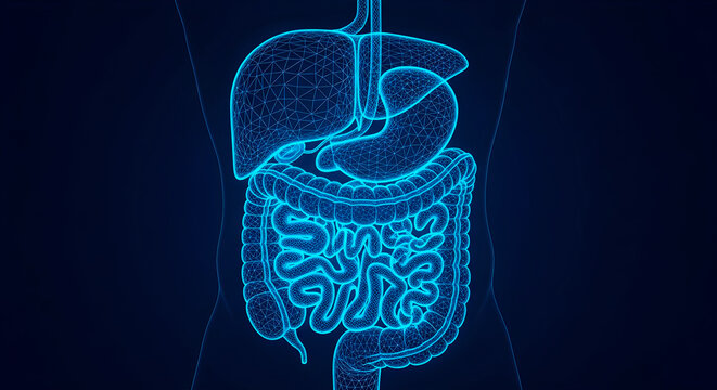 A digitally rendered wireframe representation of the human internal digestive system, showcasing the liver, stomach, and intestines with intricate detail, against a dark background for medical and edu