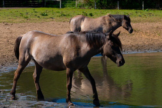 Horses Standing in Water at Rural Pasture