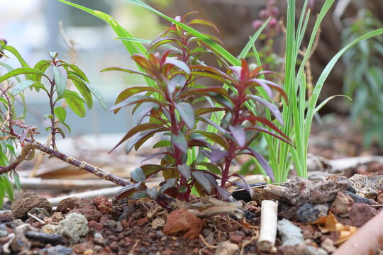 Close up of a small green plant growing in the garden, stock photo