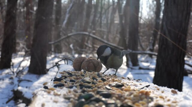 Cute tit birds pecking food from open feeding trough at snowy forest. Beautiful tomtits eating meal from wood feeder at sunny snow woodland. The scene captures care for wildlife and harmony of nature