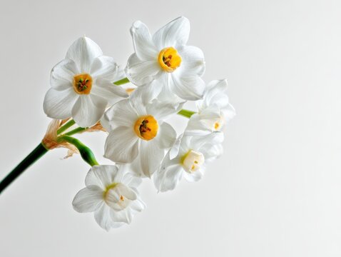 A minimalist composition of Narcissus papyraceus paperwhite flowers on a branch, against a clean, white background