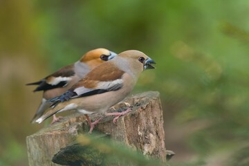 Fototapeta premium A pair of hawfinch are sitting on a tree stump.. Portrait of a hawfinch in the nature habitat. (Coccothraustes coccothraustes)