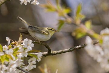 Fototapeta premium A wood warbler sits on the blooming tree. Phylloscopus sibilatrix. A wood warbler in the nature habitat. e flowering twig. Phylloscopus sibilatrix. 