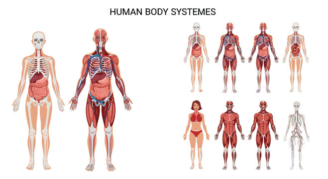 Detailed anatomical chart displaying various human body systems including skeletal, muscular, and internal organs for medical study.
