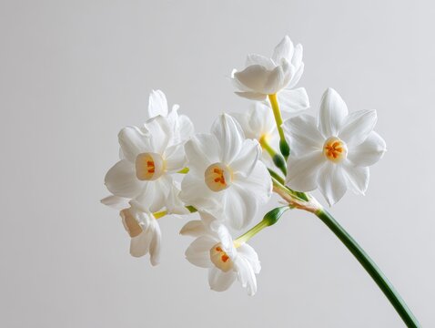 A minimalist composition of Narcissus papyraceus paperwhite flowers on a branch, against a clean, white background