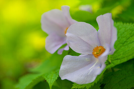 Elegant spring blossom of delicate white anemone with golden stamens