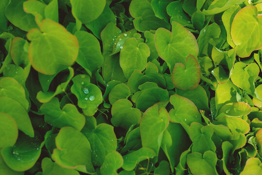 Fresh botanical texture of dewy green leaves with sparkling droplets