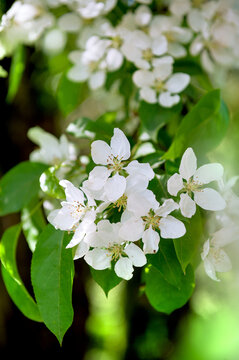 White apple blossoms bloom softly on a sunlit branch