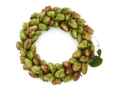 A circular wreath made of fresh green and brown hop cones isolated on a plain white background