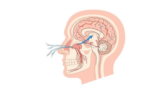 Anatomical diagram of the human head showing the nasal cavity and the pathway of smells reaching the olfactory bulb and brain.